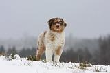 BERGER AUSTRALIEN PUPPIES 433